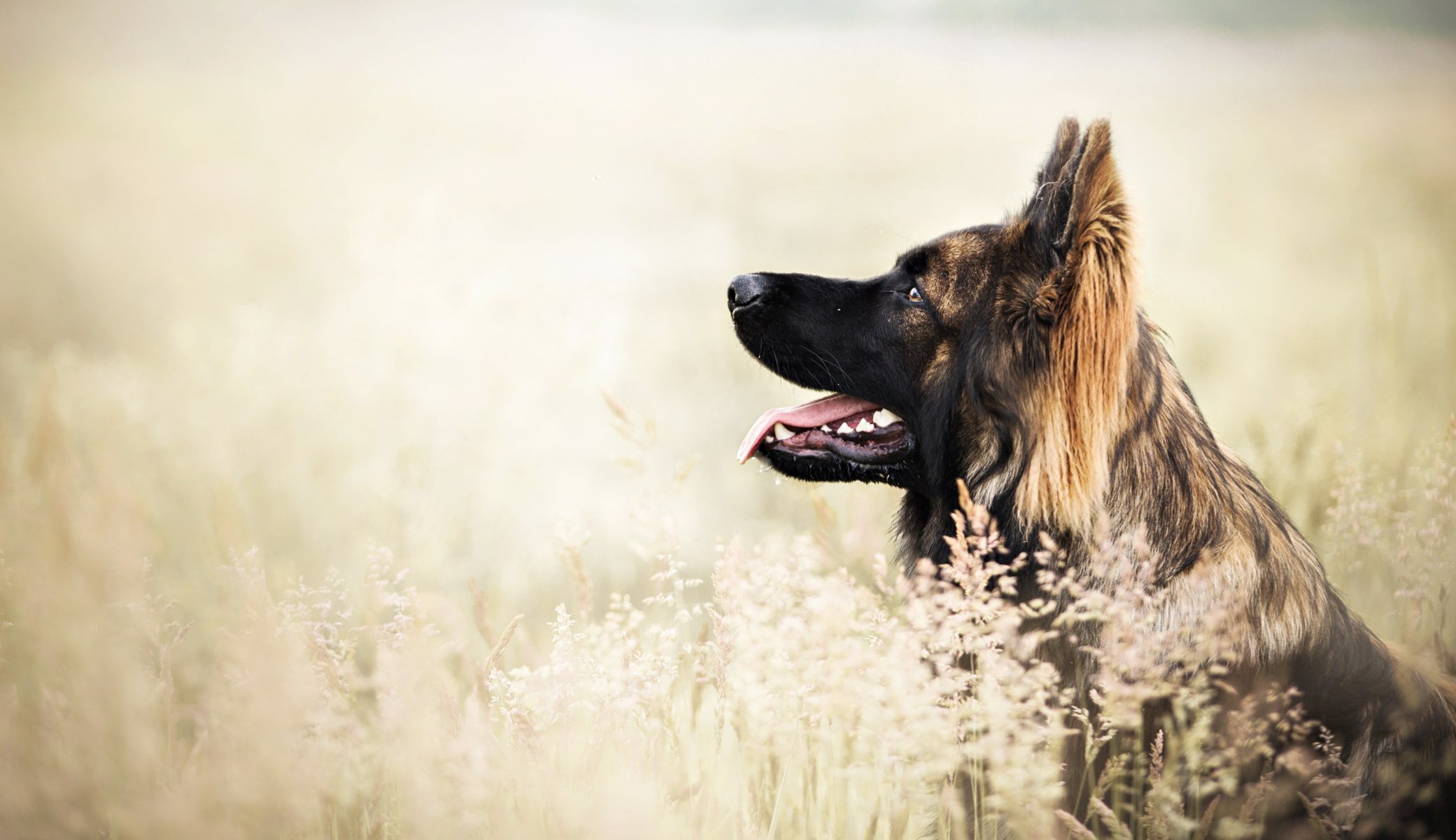Взыскание ущерба при укусе собаки в Большом Истоке