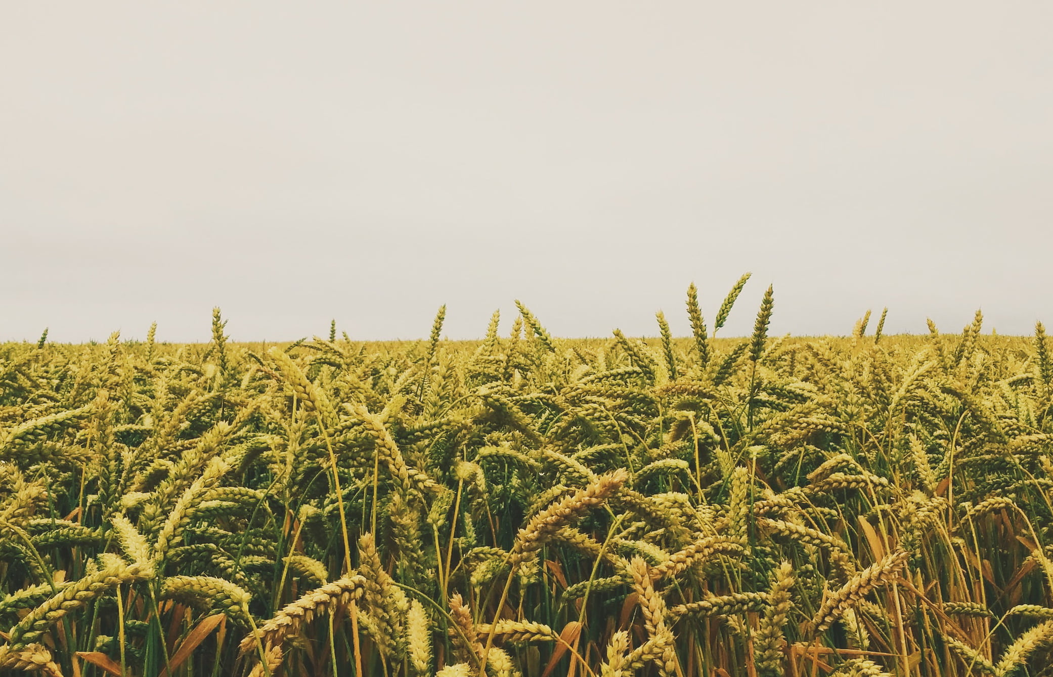 Юрист по земельным спорам в Большом Истоке. Услуги земельного юриста.
